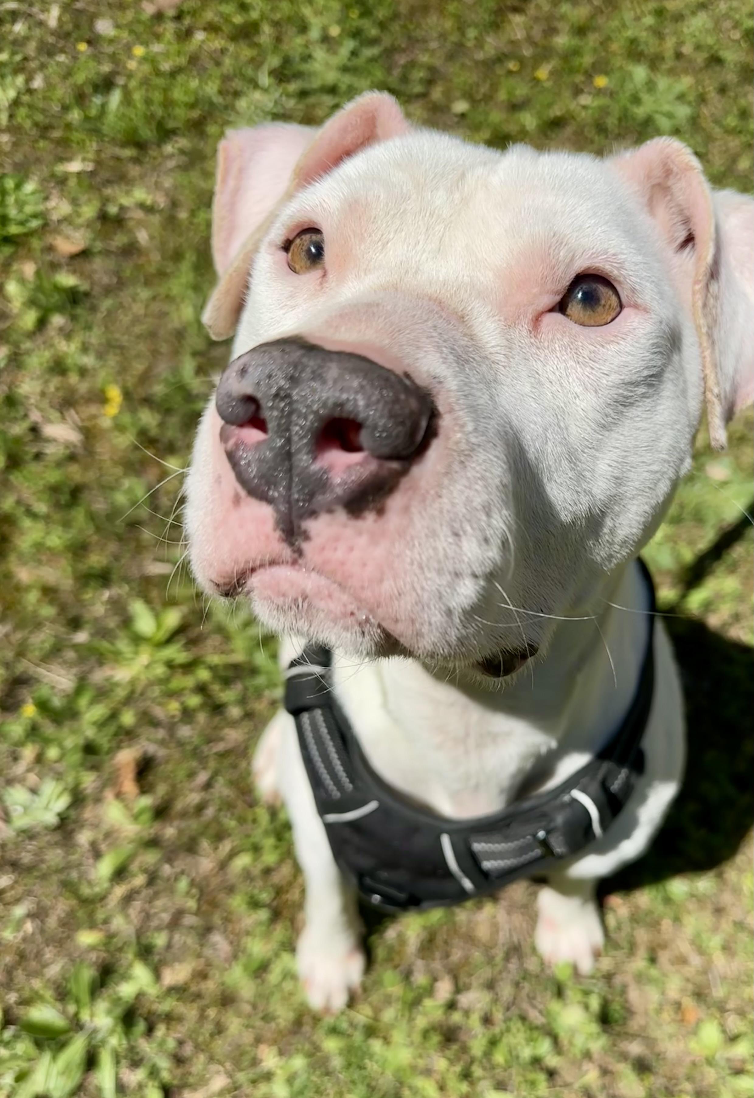Stevie, a ADOPTABLE mixed breed in Leesville, SC image 3/6