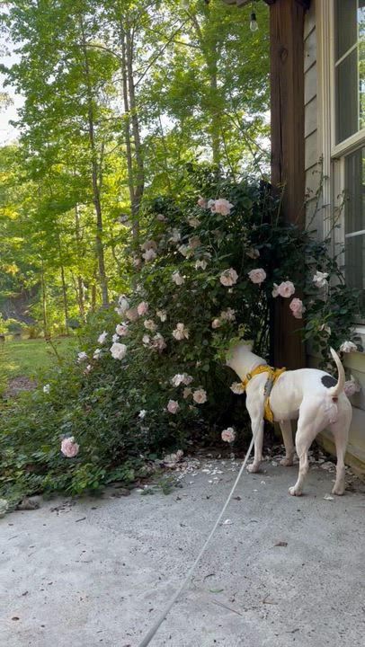Enlarge Stevie, a ADOPTABLE mixed breed in Leesville, SC video 6/6