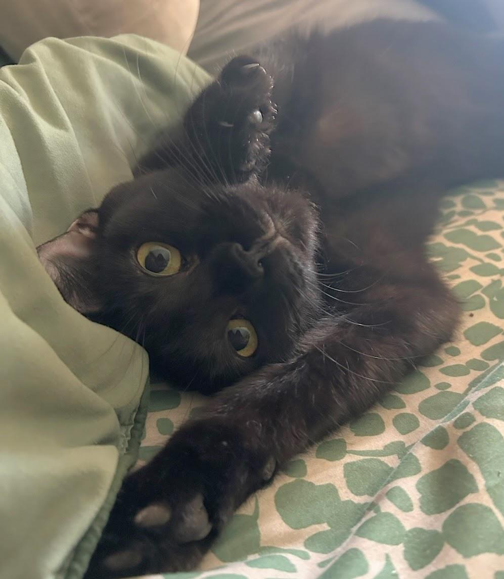 Itsy and Bitsy (discounted adoption fee), a Adoptable Domestic Short Hair in Melrose, MA image 6/6