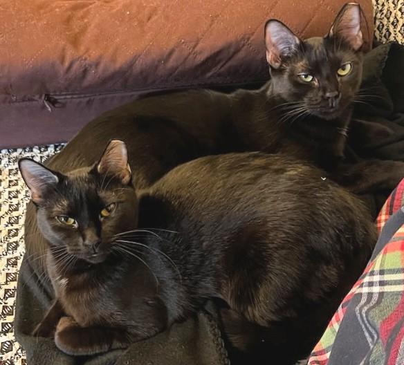 Itsy and Bitsy (discounted adoption fee), a Adoptable Domestic Short Hair in Melrose, MA image 1/6