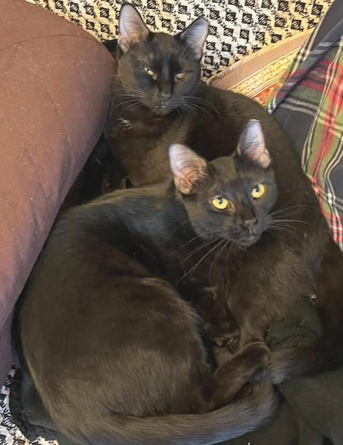 Itsy and Bitsy (discounted adoption fee), a Adoptable Domestic Short Hair in Melrose, MA image 4/6