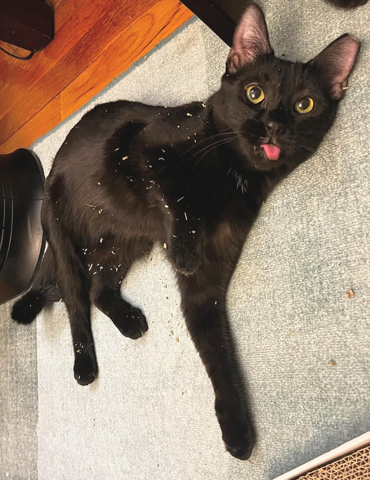 Itsy and Bitsy (discounted adoption fee), a Adoptable Domestic Short Hair in Melrose, MA image 2/6