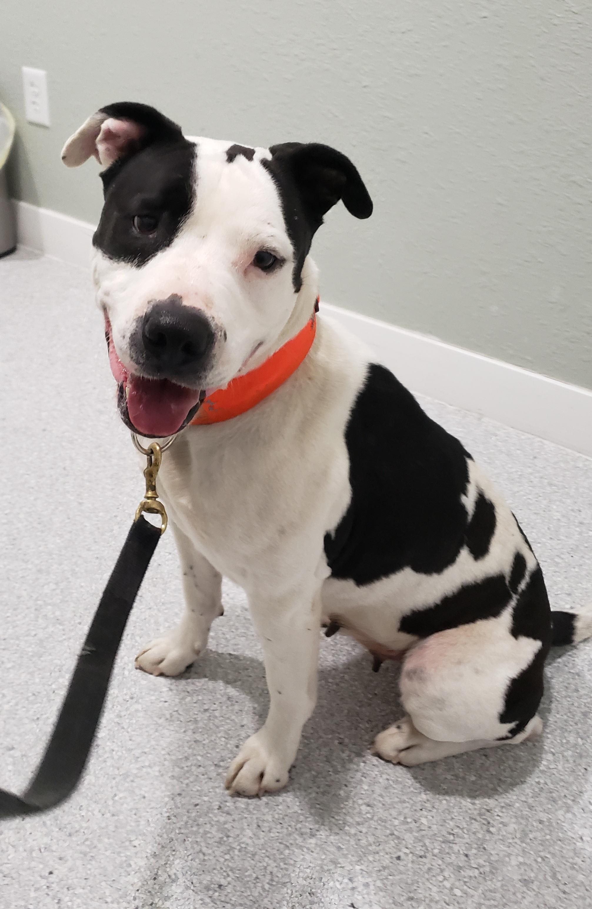 Eliza, Adopted, Adult Female Mixed Breed.