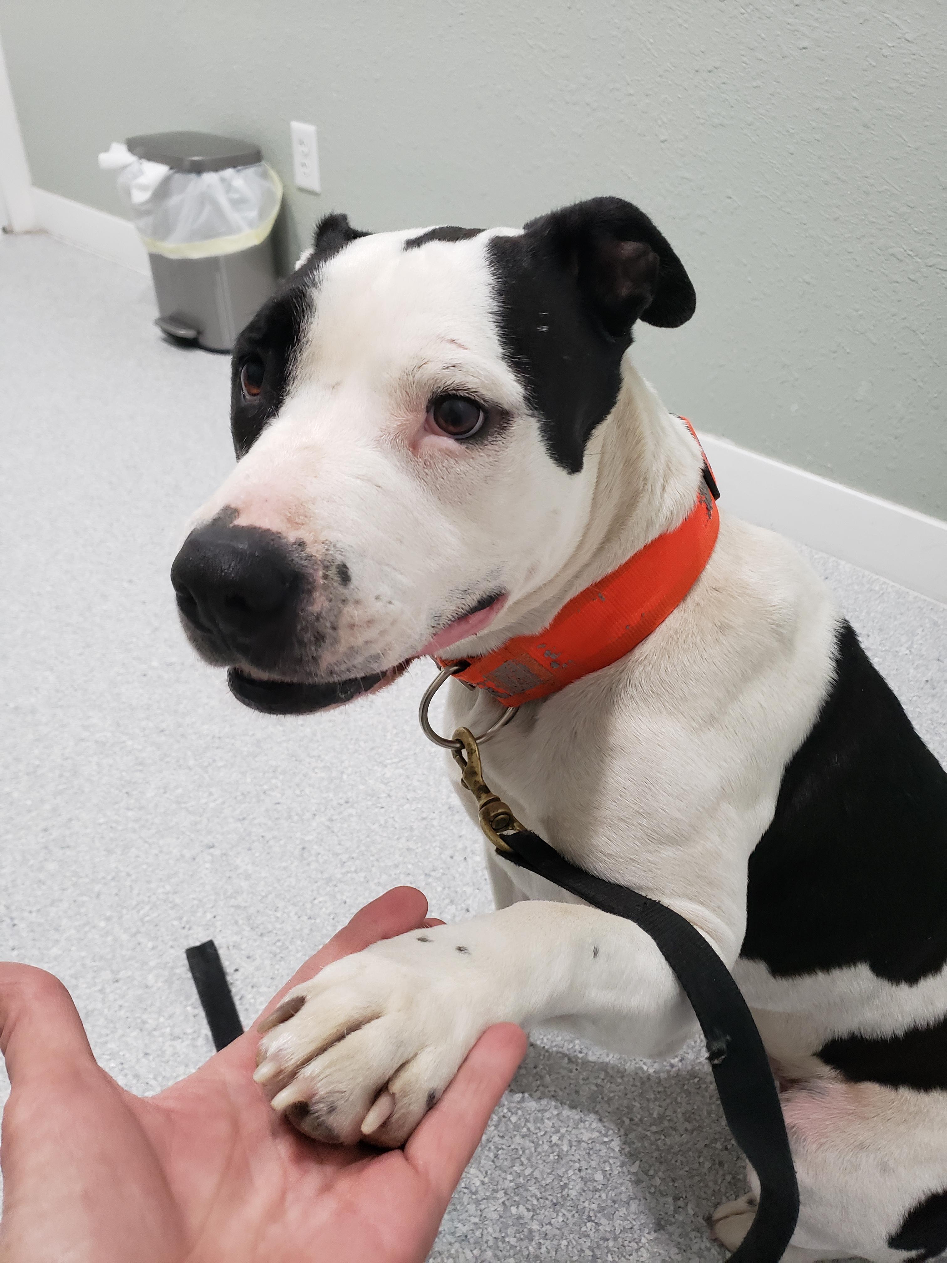 Enlarge Eliza, a Adopted Mixed Breed in Middlebury, IN image 2/2