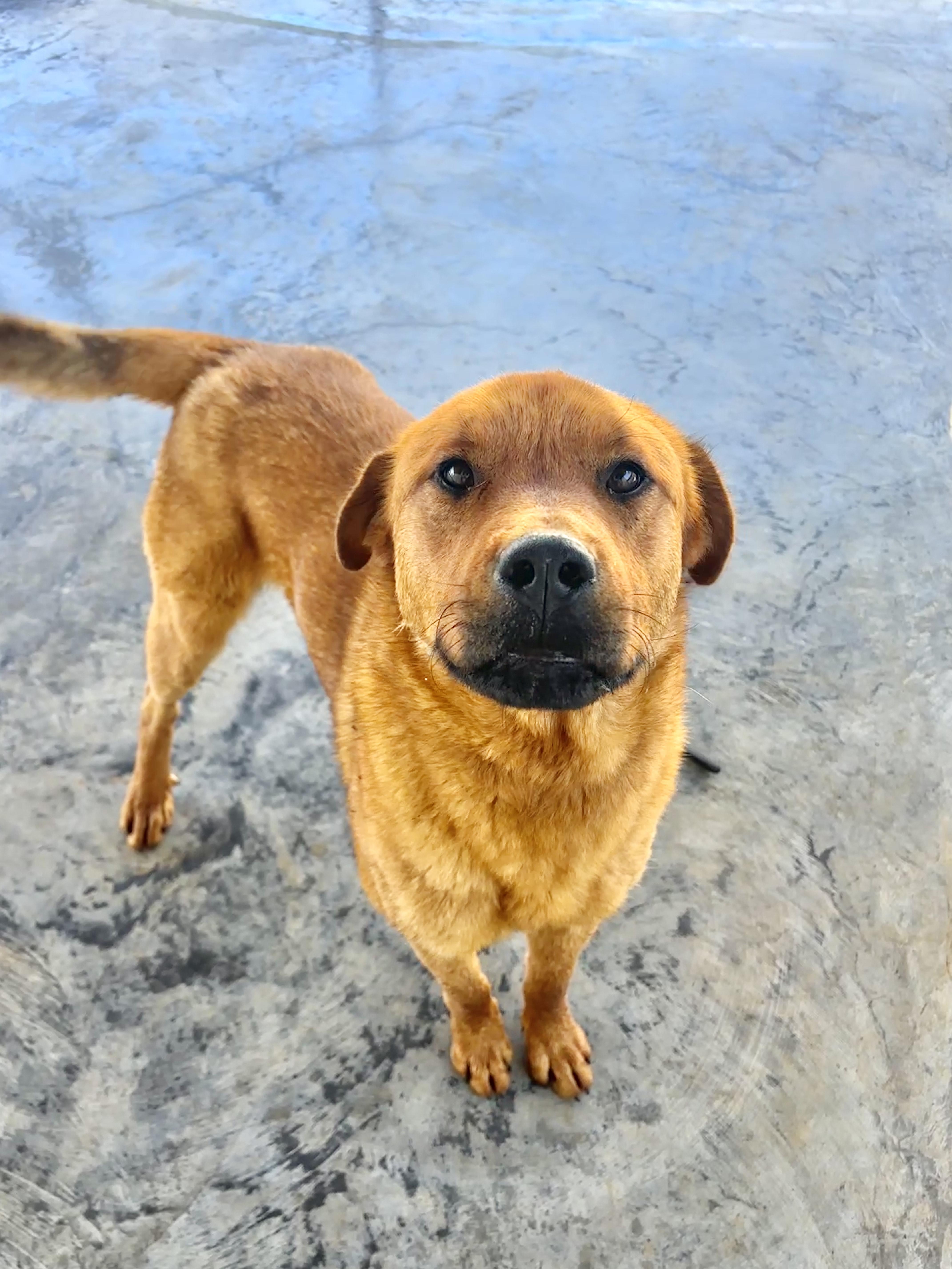 Enlarge Leo, a Adoptable mixed breed in Edinburg, VA image 2/2
