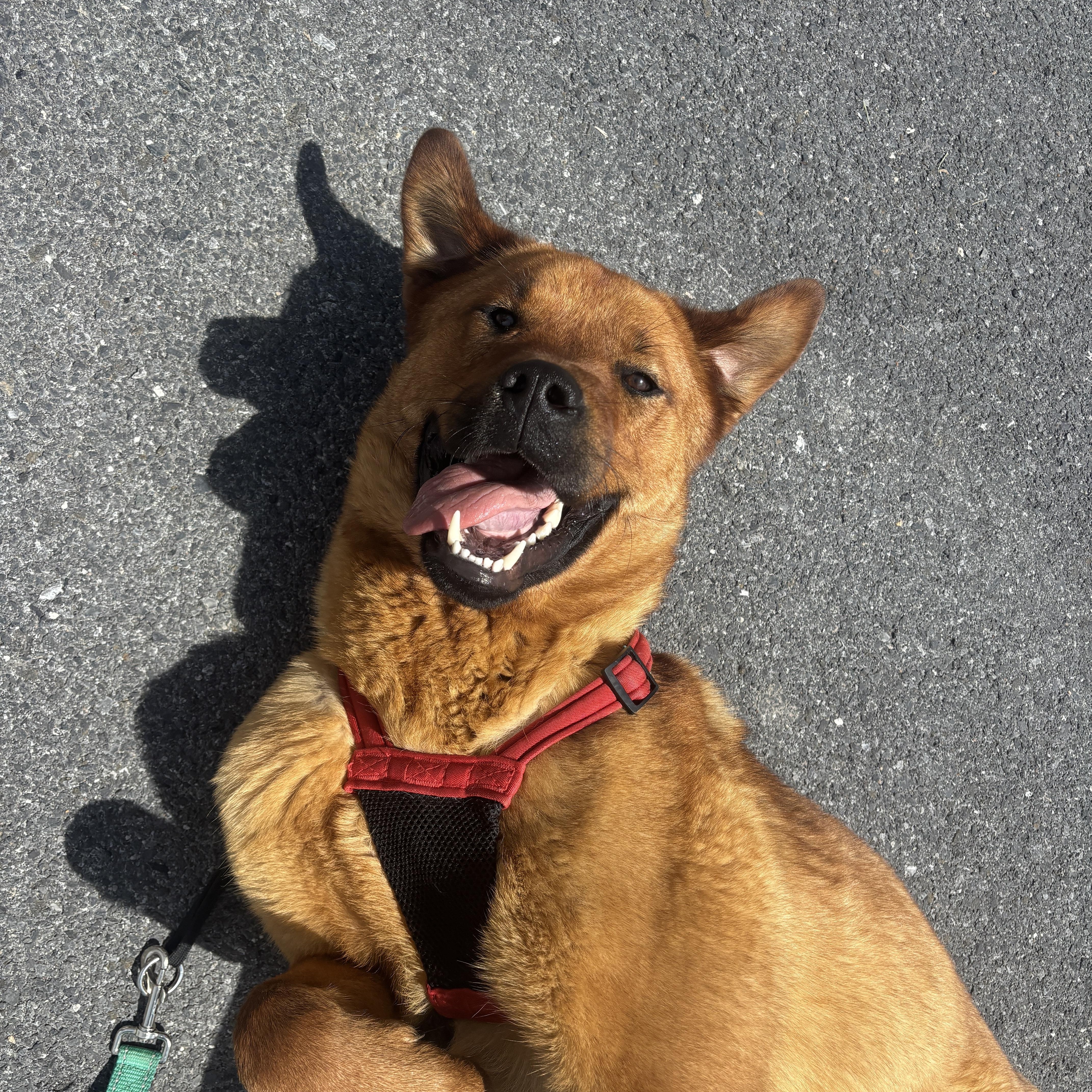 Leo, Adoptable, Adult Male Jindo & Rottweiler.