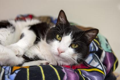 Pepita, Adoptable, Senior Female Domestic Short Hair & Domestic Short Hair.