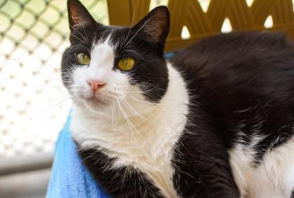 Pepita, a Adoptable Domestic Short Hair in Ringoes, NJ image 1/2