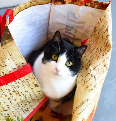 Pepita, a Adoptable Domestic Short Hair in Ringoes, NJ image 3/3