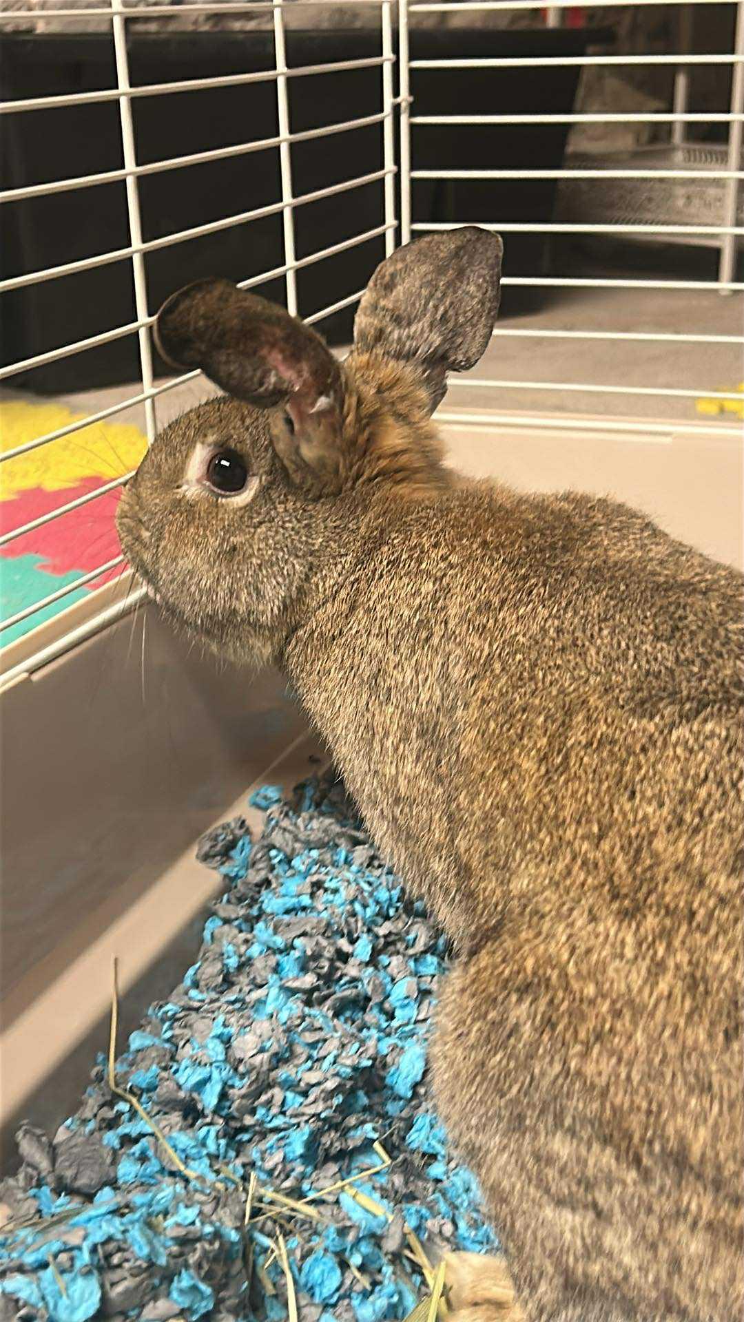 Enlarge Basil and Sage (bonded pair), a Adoptable American in Glenmoore, PA image 1/3