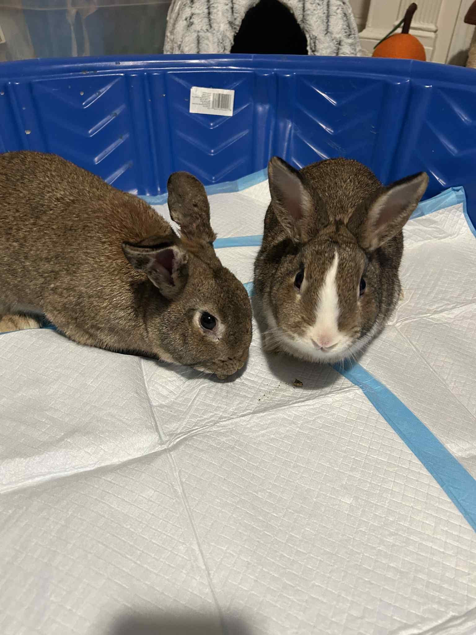 Enlarge Basil and Sage (bonded pair), a Adoptable American in Glenmoore, PA image 2/3