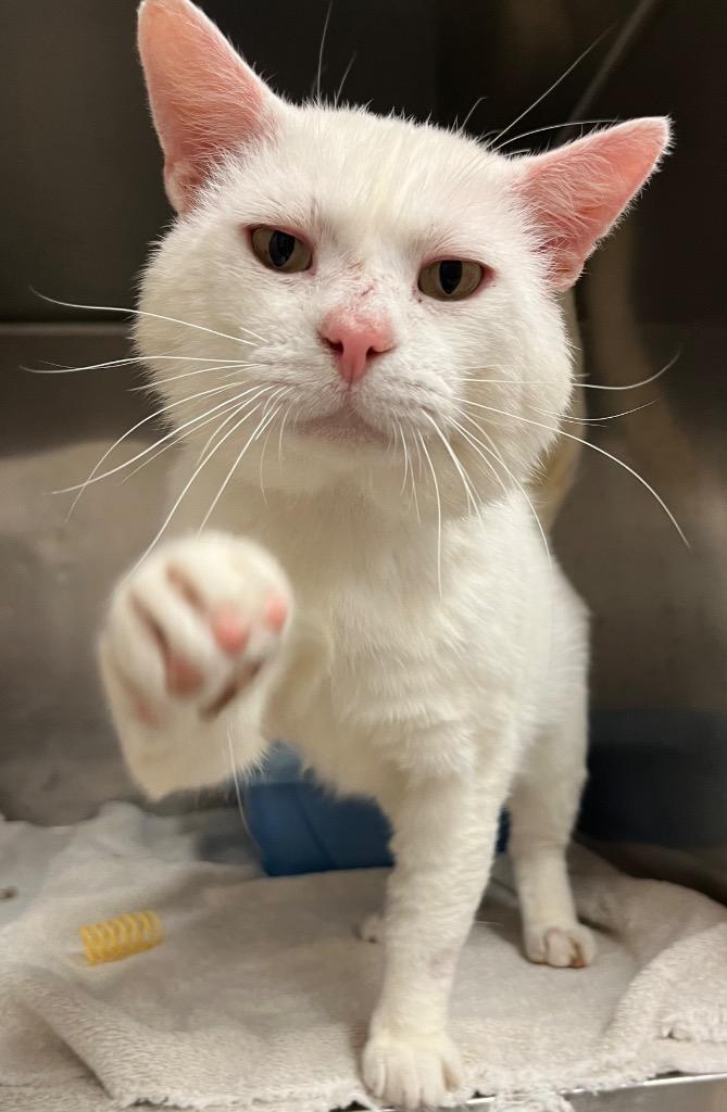 Rex, Adoptable, Adult Male Domestic Short Hair.