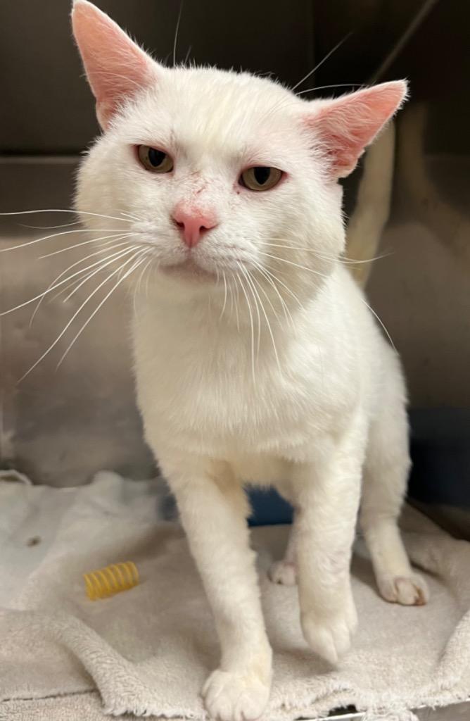 Rex, Adoptable, Adult Male Domestic Short Hair.