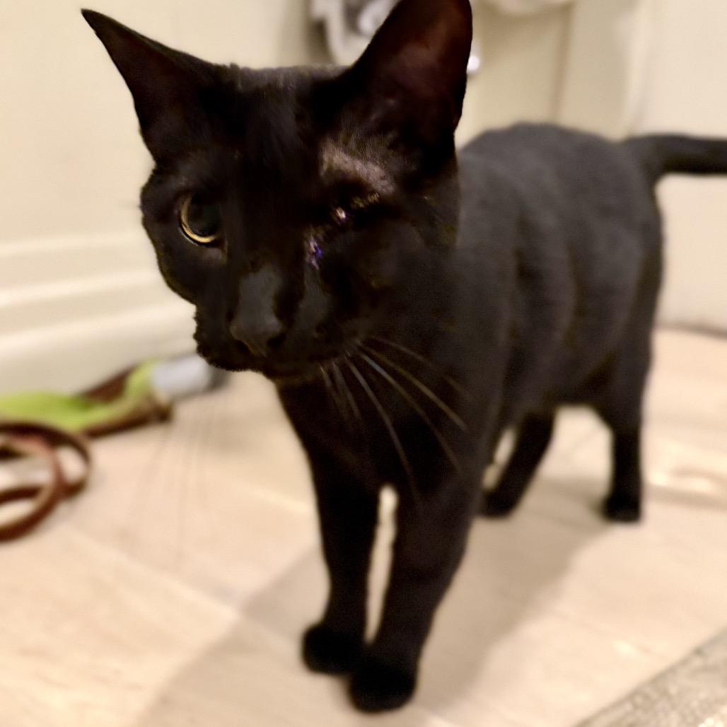 Nova, Adoptable, Adult Female Domestic Short Hair.