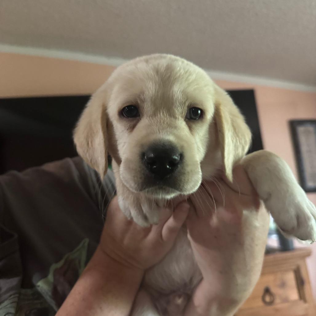 Kane, Adoptable, Young Male Labrador Retriever & Hound.