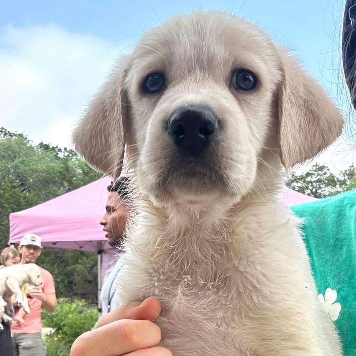 Enlarge Kane, a Adoptable mixed breed in San Antonio, TX image 2/2