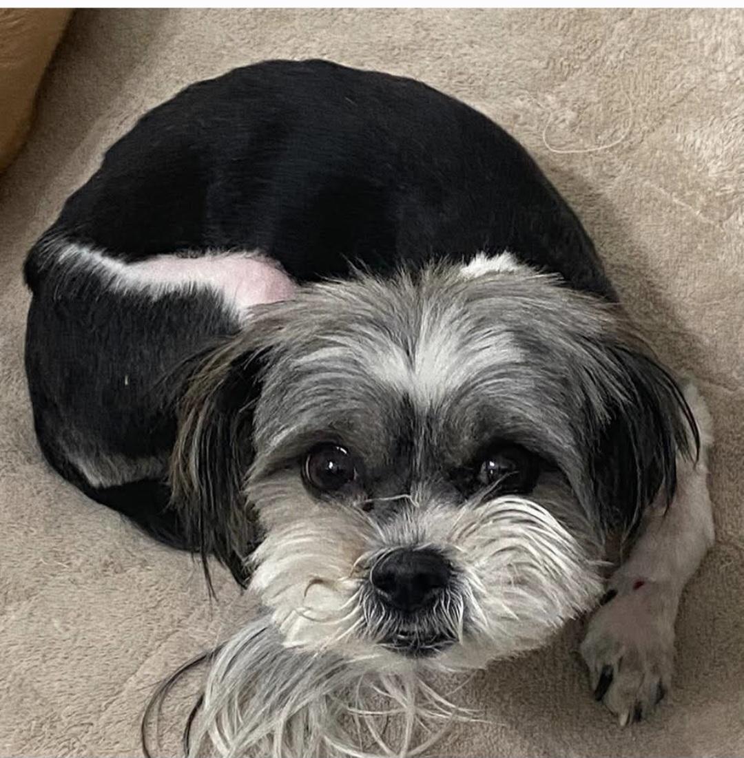 Enlarge Kira , a ADOPTABLE Shih Tzu in Lancaster, CA image 1/1