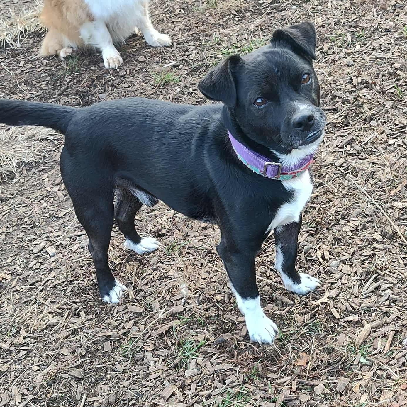 Enlarge Mikey, a Adoptable mixed breed in Lebanon, CT image 5/5