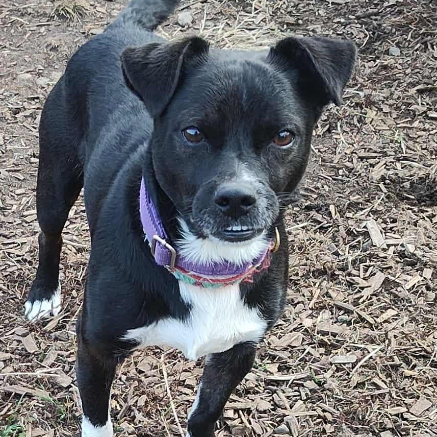 Enlarge Mikey, a Adoptable mixed breed in Lebanon, CT image 1/5