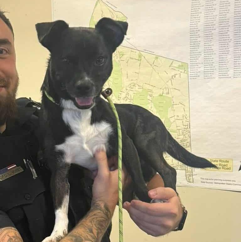 Enlarge Mikey, a Adoptable mixed breed in Lebanon, CT image 3/5