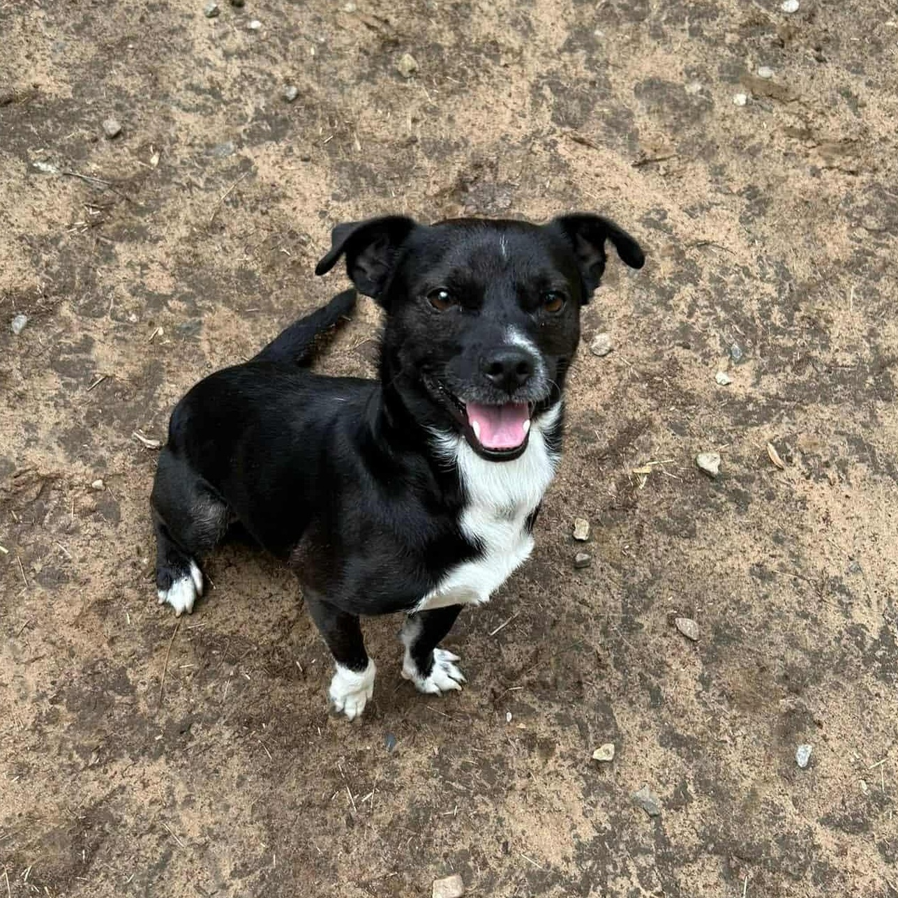 Enlarge Mikey, a Adoptable mixed breed in Lebanon, CT image 2/5