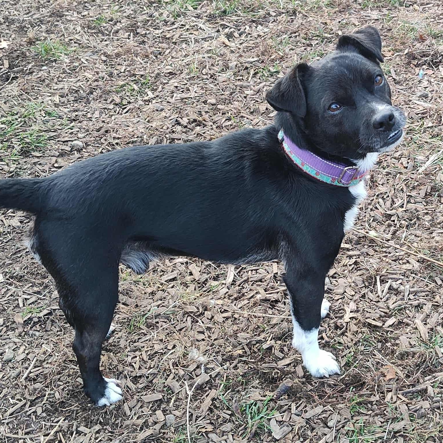 Enlarge Mikey, a Adoptable mixed breed in Lebanon, CT image 4/5