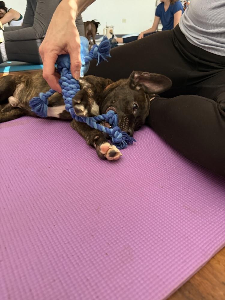 Ripper, a Adoptable mixed breed in Littleton, CO image 1/5