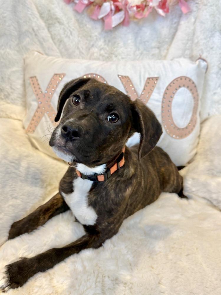 Ripper, a Adoptable mixed breed in Littleton, CO image 2/5