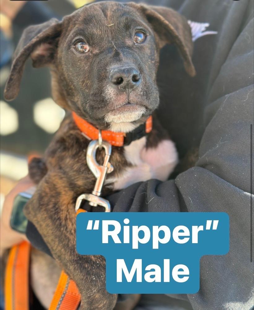 Ripper, a Adoptable mixed breed in Littleton, CO image 3/5