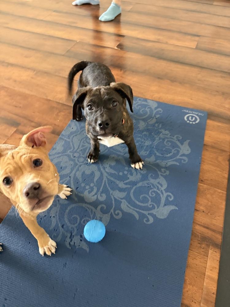 Ripper, a Adoptable mixed breed in Littleton, CO image 4/5