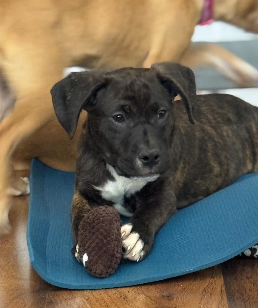 Ripper, a Adoptable mixed breed in Littleton, CO image 5/5