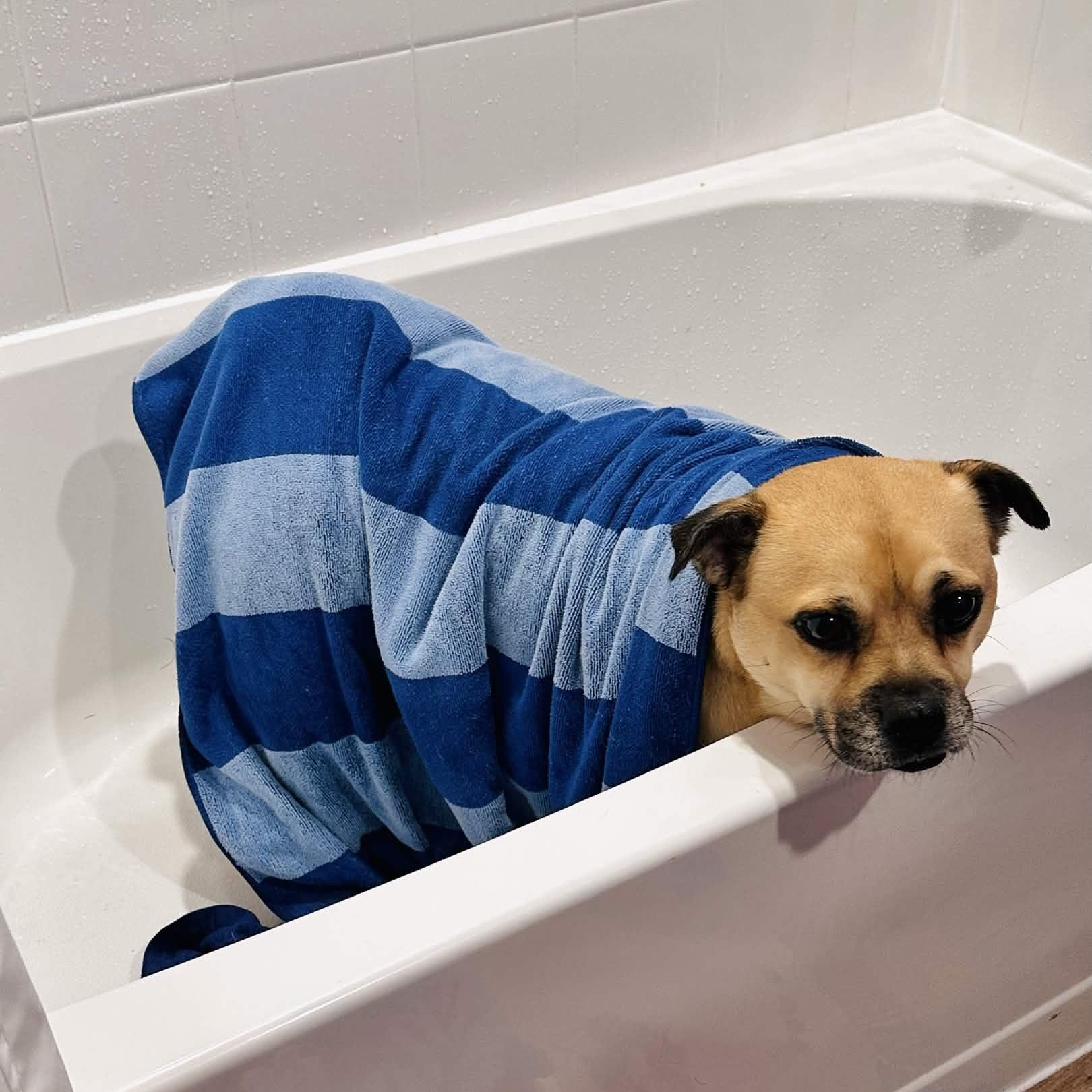 Enlarge Conway Twitty, a Adoptable mixed breed in Austin, TX image 3/6