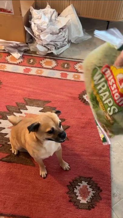 Enlarge Conway Twitty, a Adoptable mixed breed in Austin, TX video 5/6