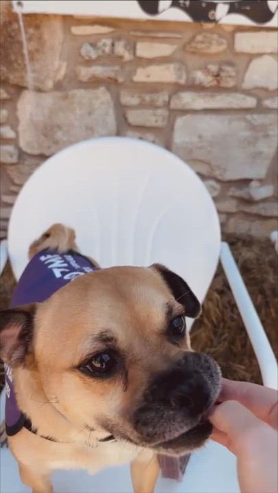 Enlarge Conway Twitty, a Adoptable mixed breed in Austin, TX video 6/6