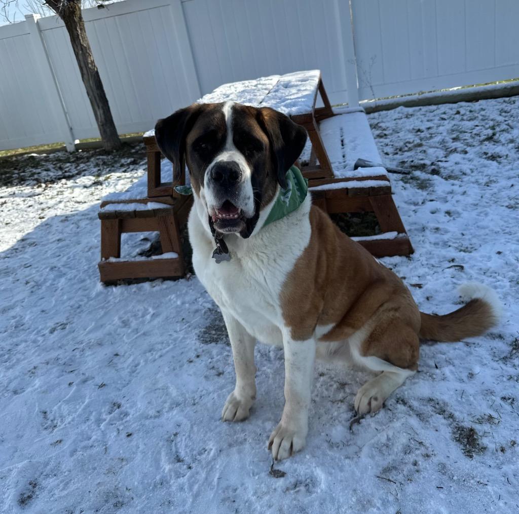 Enlarge Buck, a Adoptable Saint Bernard in Logan, UT image 2/2
