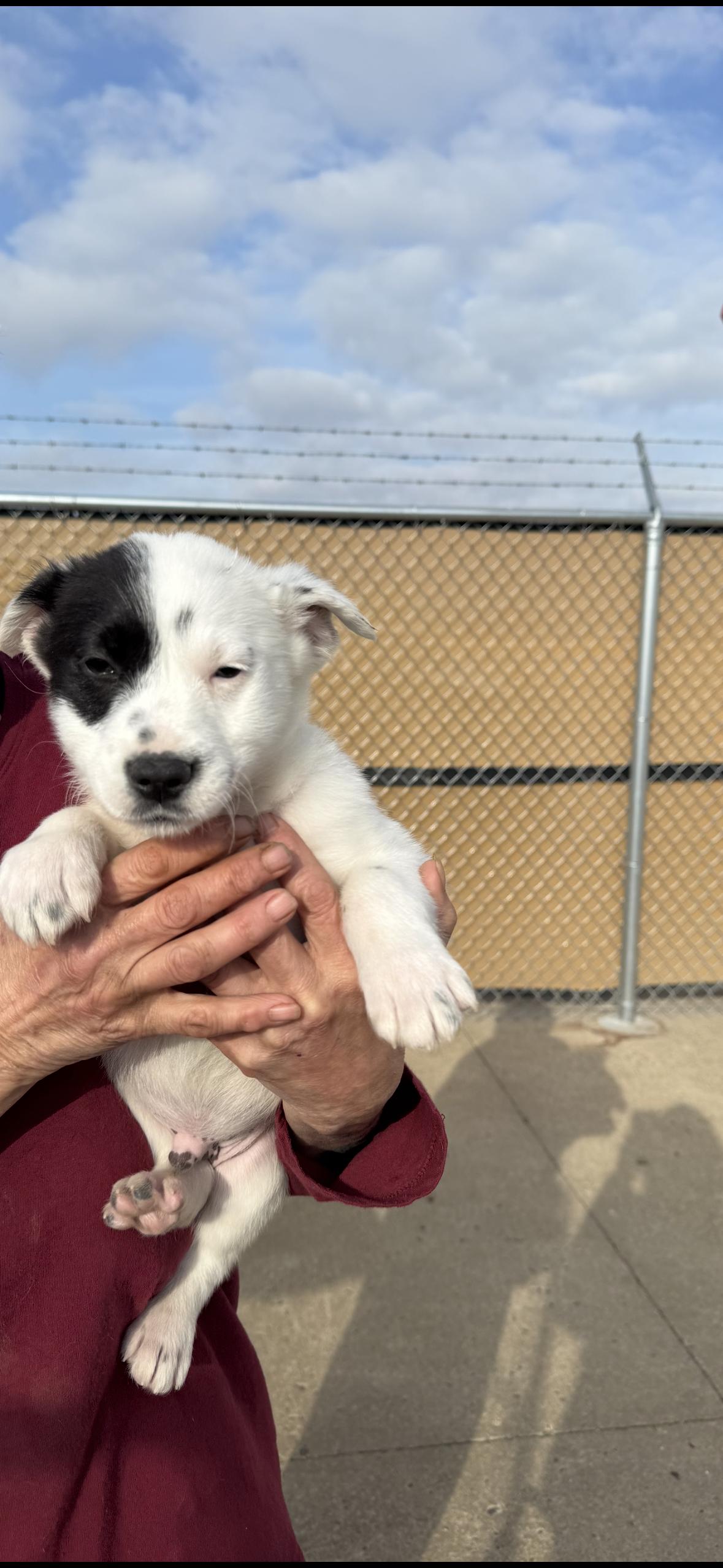 Spot, ADOPTABLE, Puppy Male Australian Shepherd.