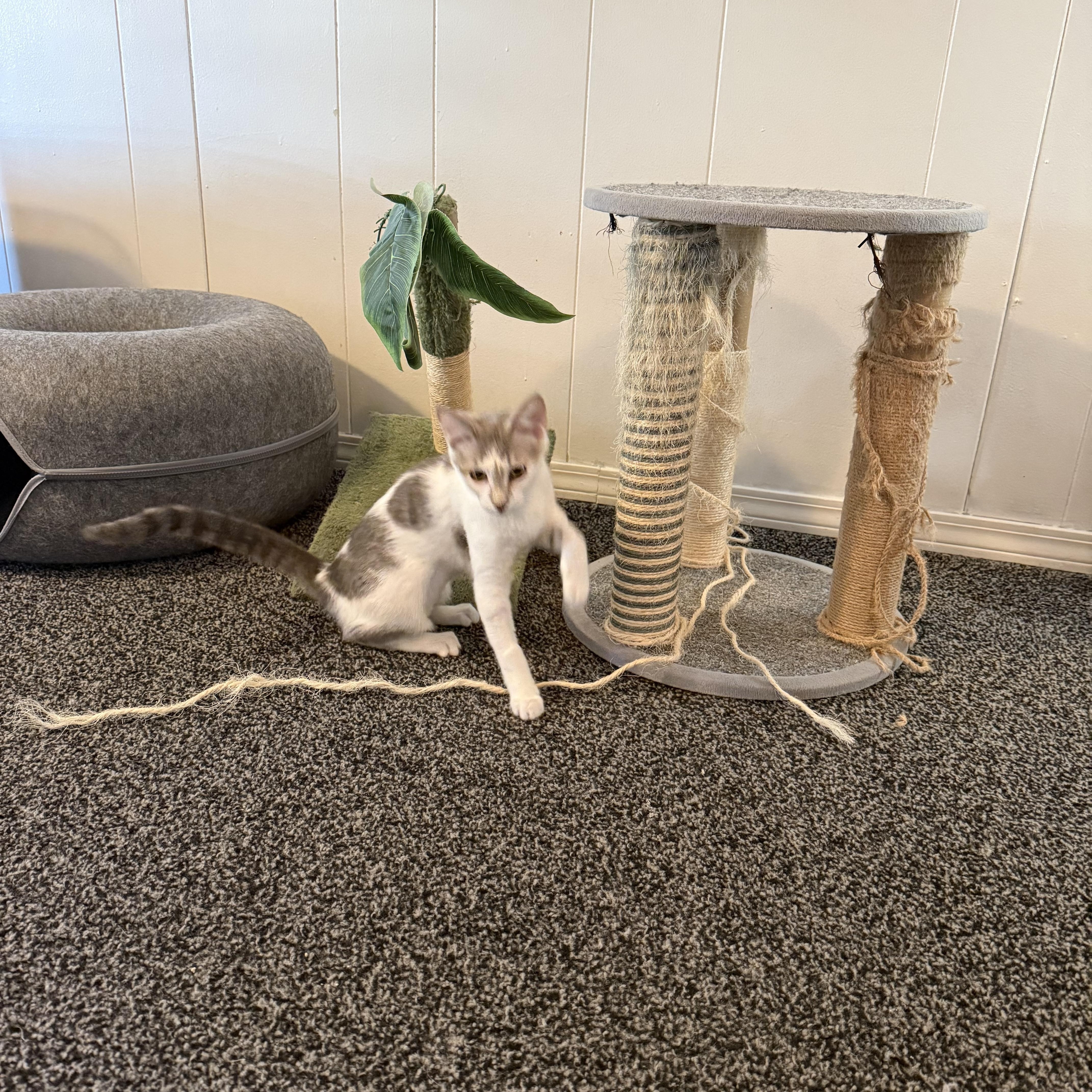 Arcadia, adoptable, Young Female Domestic Short Hair.