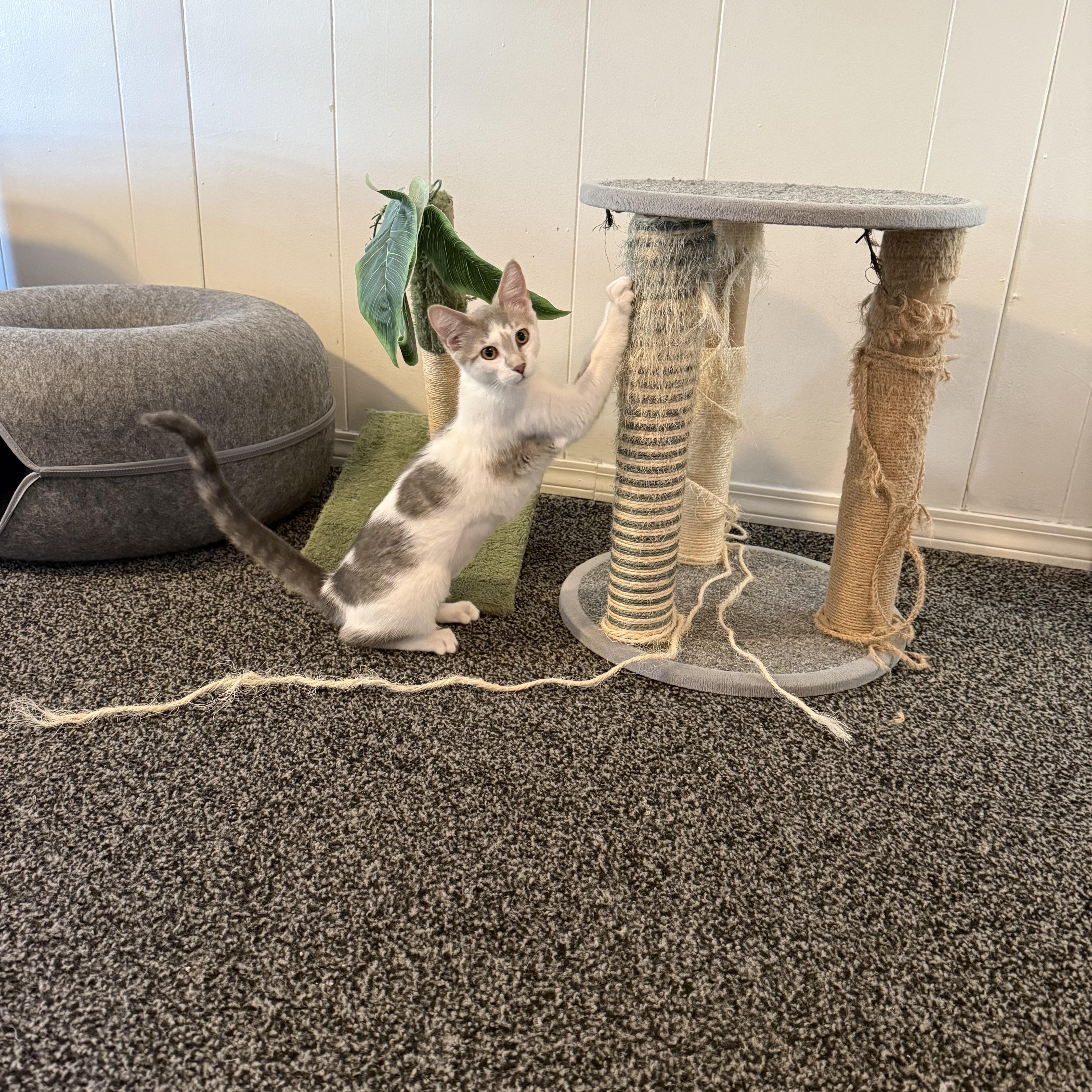 Arcadia, an adoptable Domestic Short Hair in Roseville, MN image 3/3