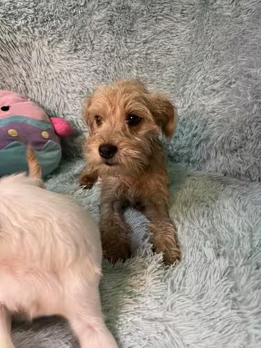 DARLING 1 yr 9 lbs, ADOPTABLE, Adult Female Norfolk Terrier & Yorkie Poo.