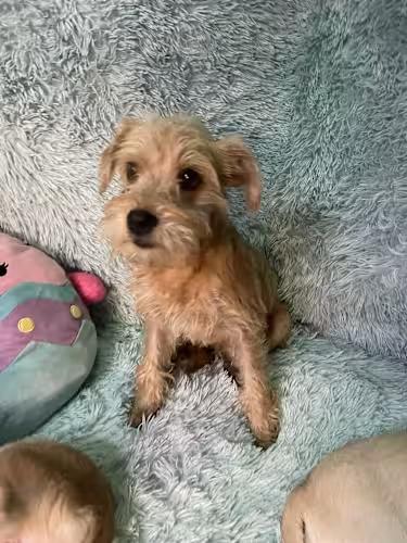 Enlarge DARLING 1 yr 9 lbs, a ADOPTABLE mixed breed in san diego, CA image 2/4