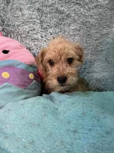 Enlarge DARLING 1 yr 9 lbs, a ADOPTABLE mixed breed in san diego, CA image 3/4