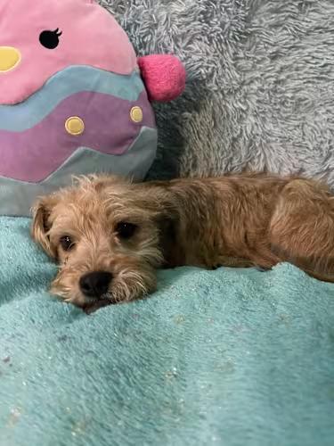 Enlarge DARLING 1 yr 9 lbs, a ADOPTABLE mixed breed in san diego, CA image 4/4