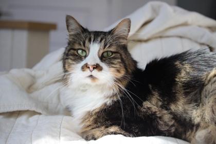 Enlarge Mordecai, a Adoptable Domestic Short Hair in Fort Worth, TX image 1/3