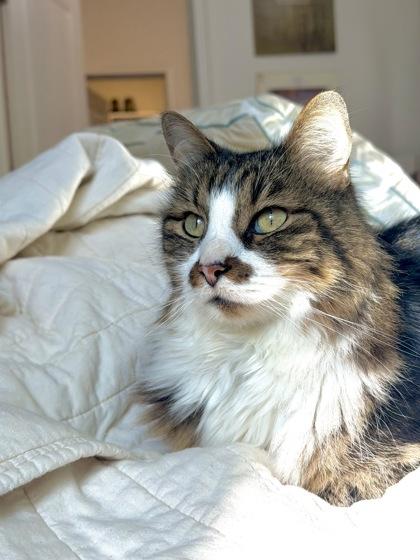 Enlarge Mordecai, a Adoptable Domestic Short Hair in Fort Worth, TX image 2/3