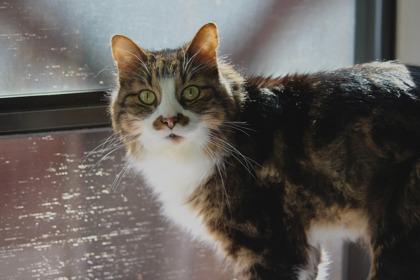 Enlarge Mordecai, a Adoptable Domestic Short Hair in Fort Worth, TX image 3/3