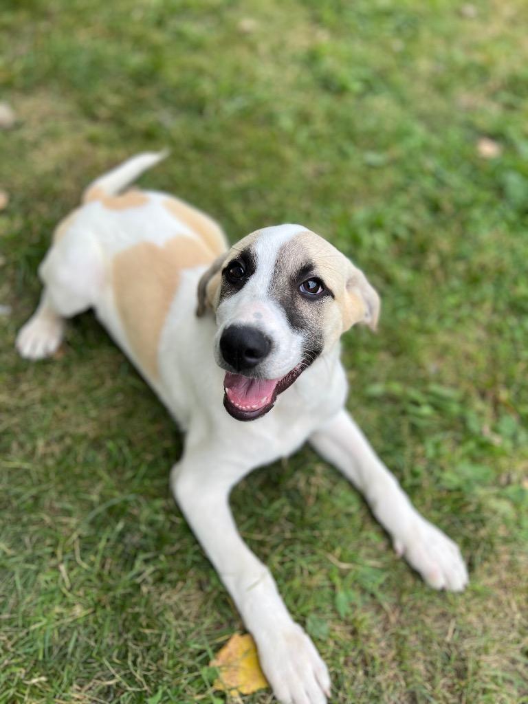 Enlarge Aioli, a Adoptable mixed breed in Hudson, NY image 1/4
