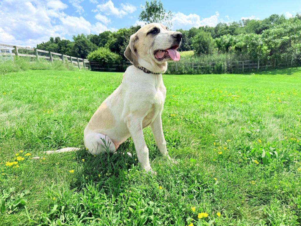 Enlarge Aioli, a Adoptable mixed breed in Hudson, NY image 2/4