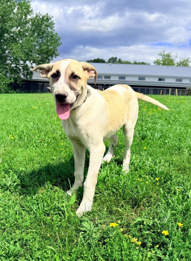 Enlarge Aioli, a Adoptable mixed breed in Hudson, NY image 3/4
