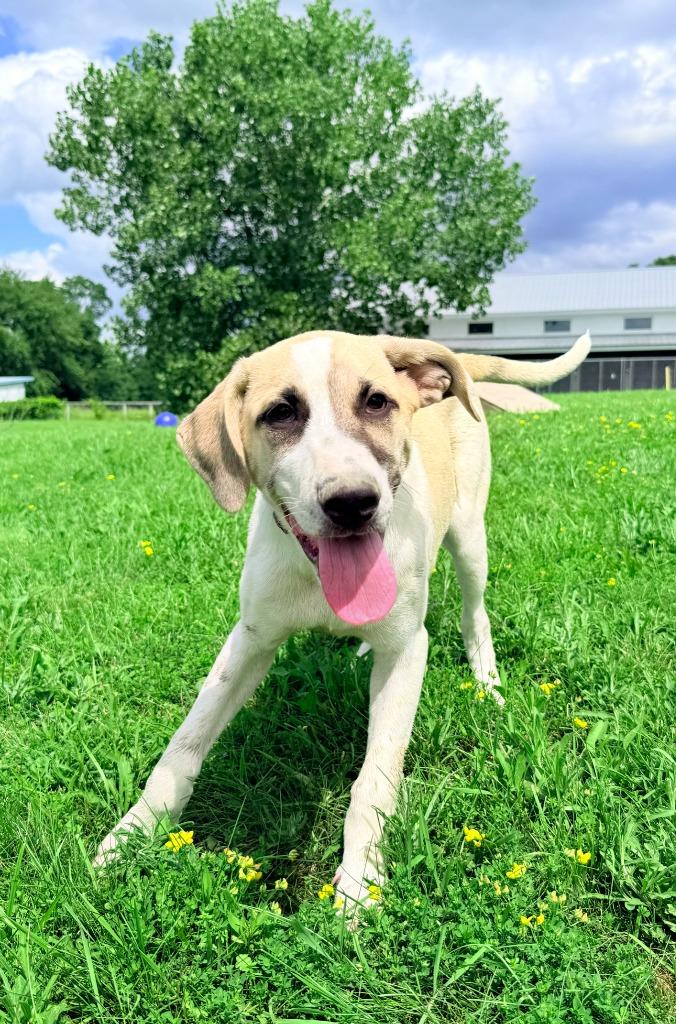 Enlarge Aioli, a Adoptable mixed breed in Hudson, NY image 4/4