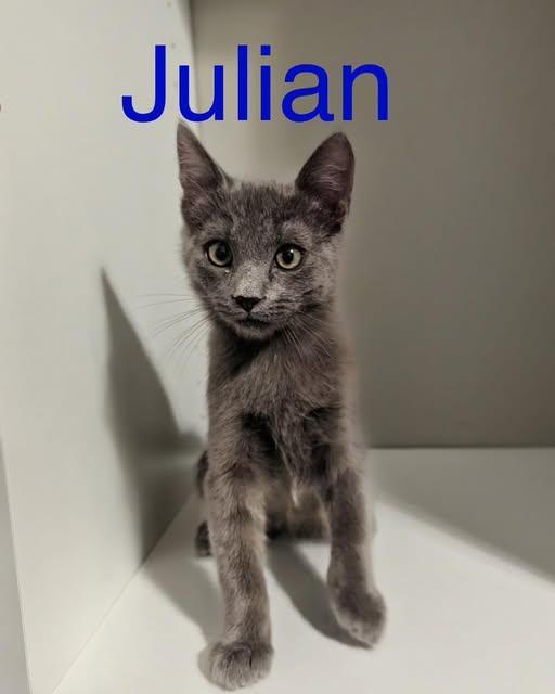 Enlarge Julian, a Adopted mixed breed in Tucson, AZ image 1/1